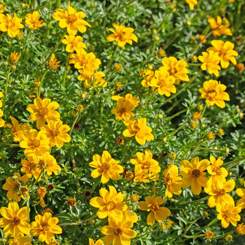 3 Bidens à feuilles de férule