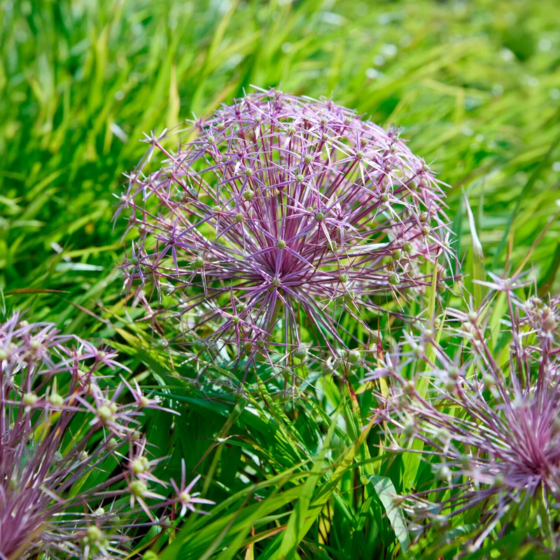 10 Alliums Christophii