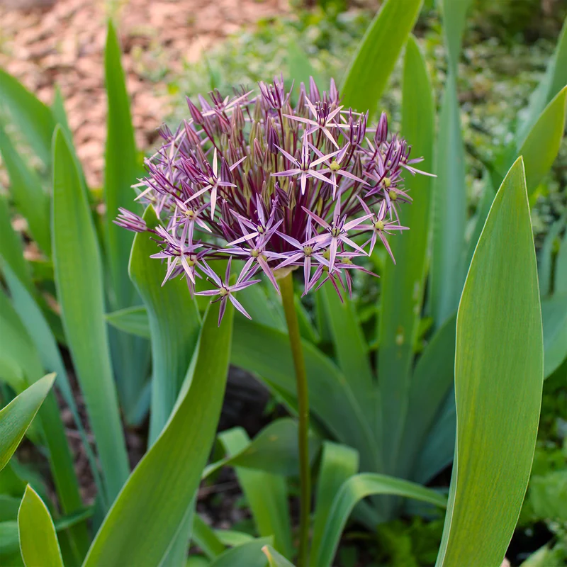 10 Alliums Christophii