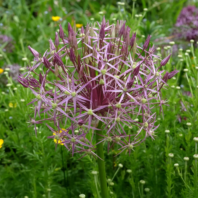 10 Alliums Christophii