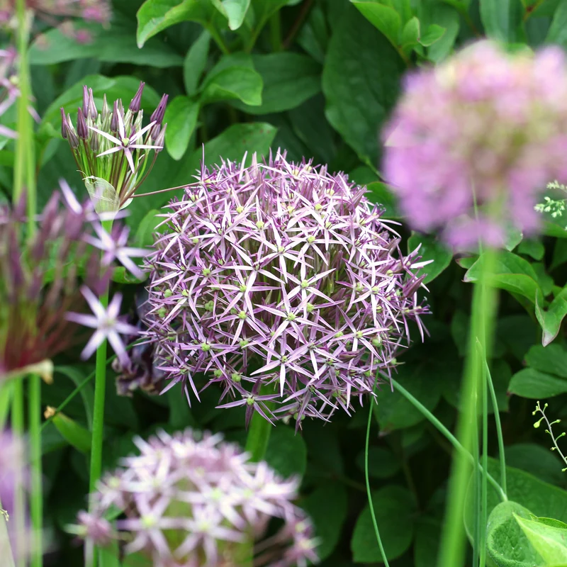 10 Alliums Christophii