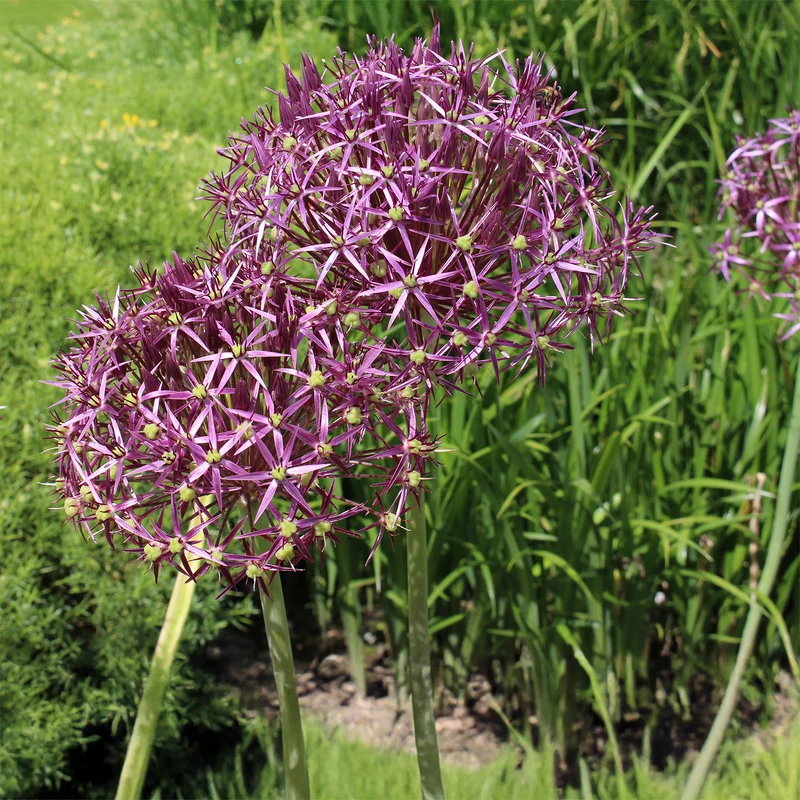 10 Alliums Christophii