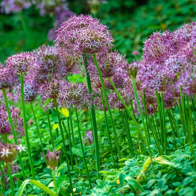 10 Alliums Christophii