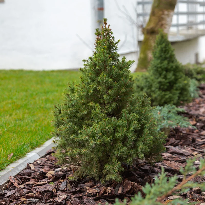 Picea glauca Conica