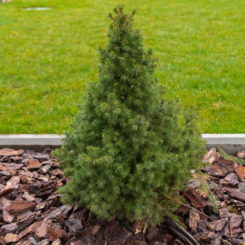 Picea glauca Conica