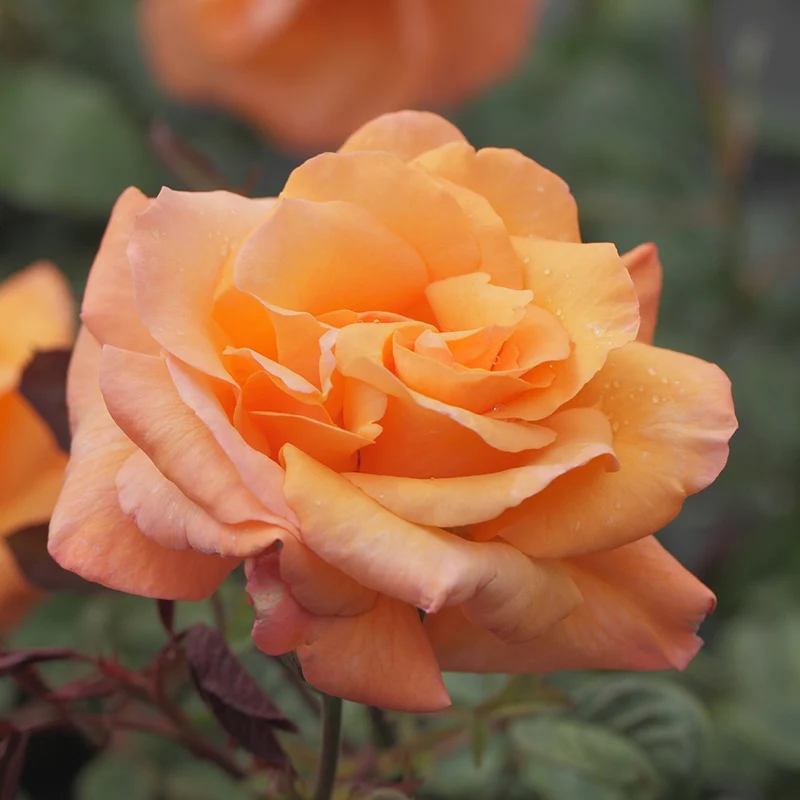 Rosier grimpant Orange Climber