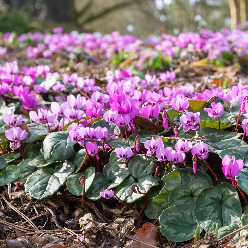 Cyclamen coum Rose