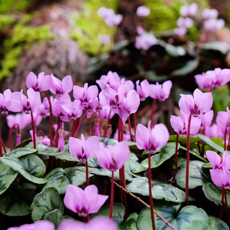 Cyclamen coum Rose