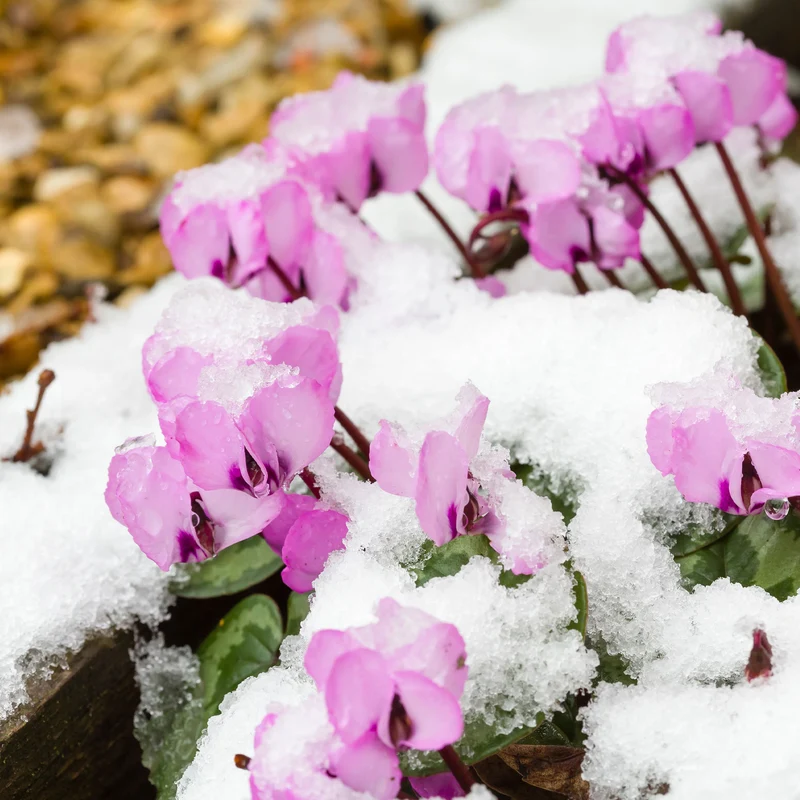 Cyclamen coum Rose