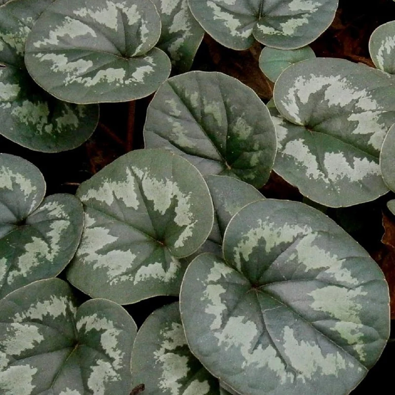 Cyclamen coum Rose