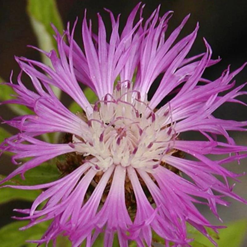 Centaurée de Perse