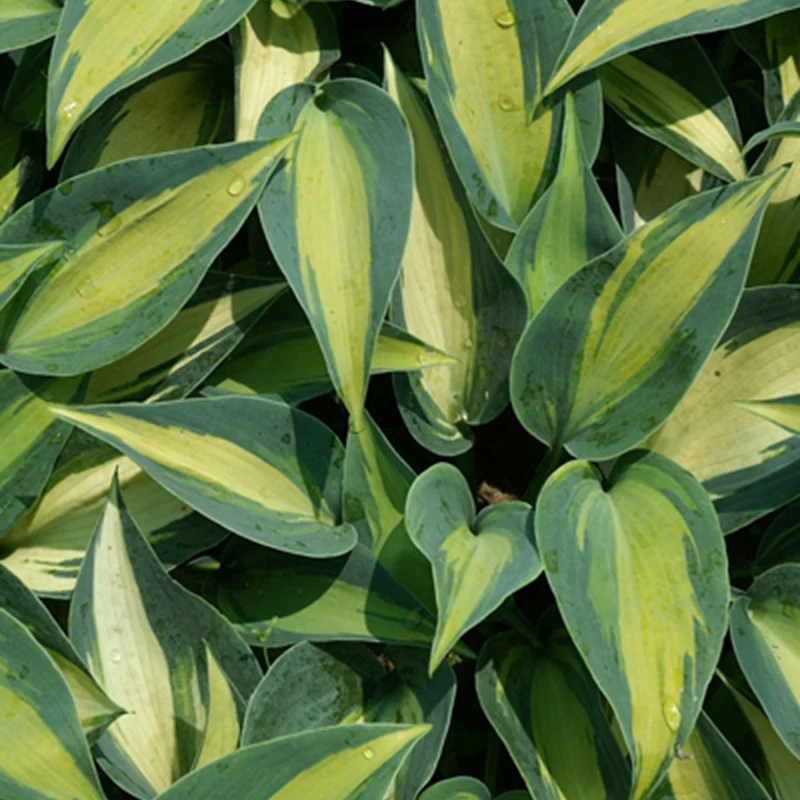 Hosta Catherine