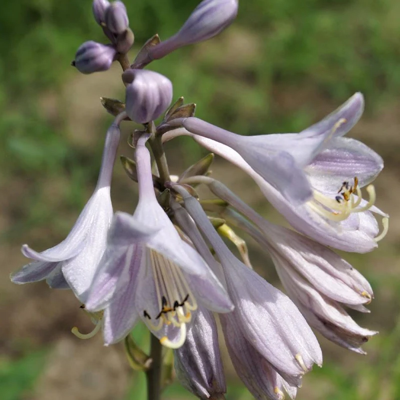 Hosta Catherine