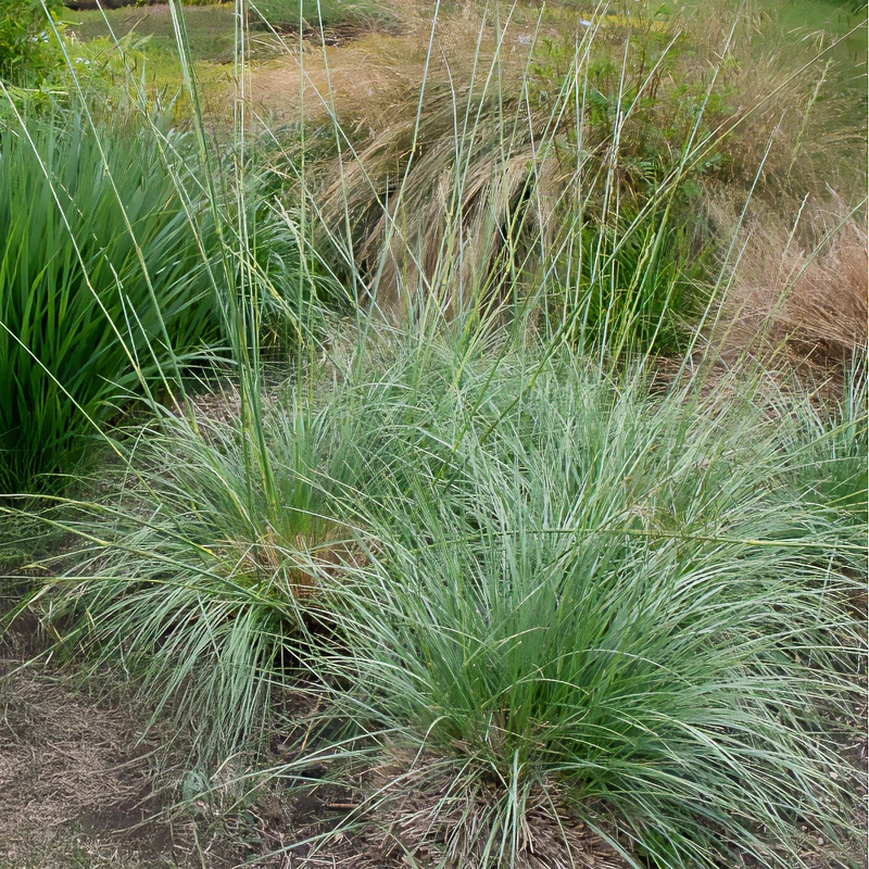 Fétuque mairei