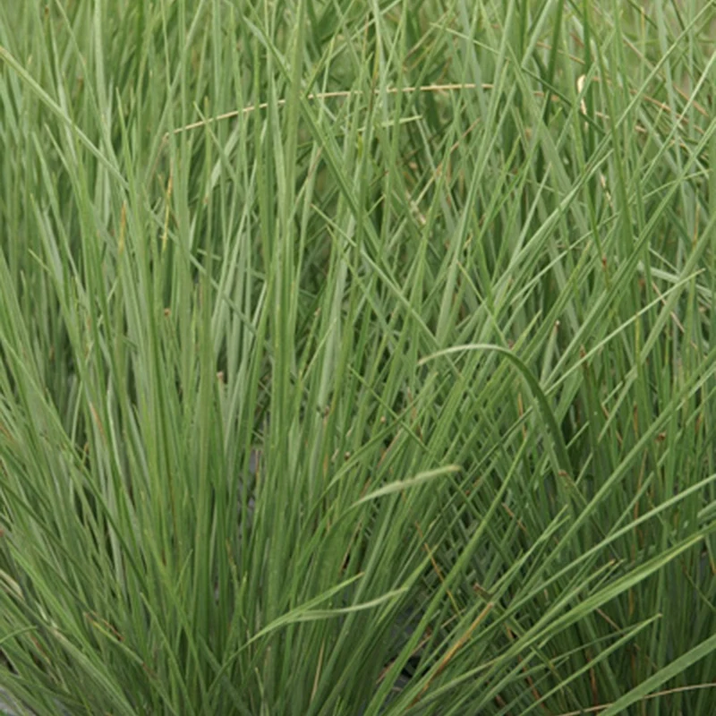 Fétuque mairei