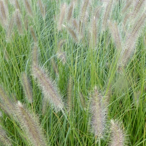 Herbe aux écouvillons Lady U - Pennisetum