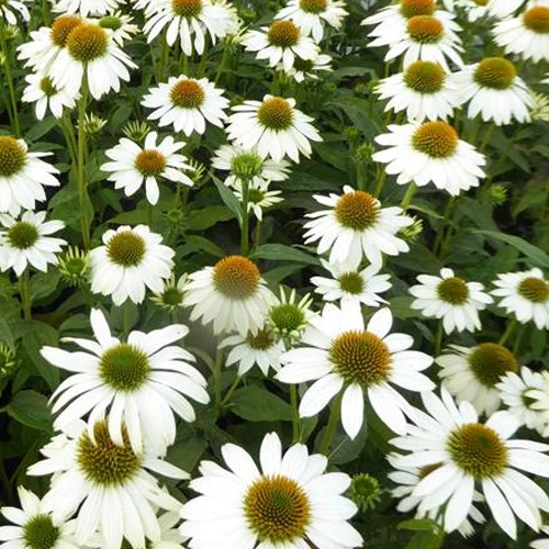 Echinacée pourpre Pow Wow White
