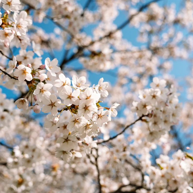 Cerisier à fleurs du Japon Brillant