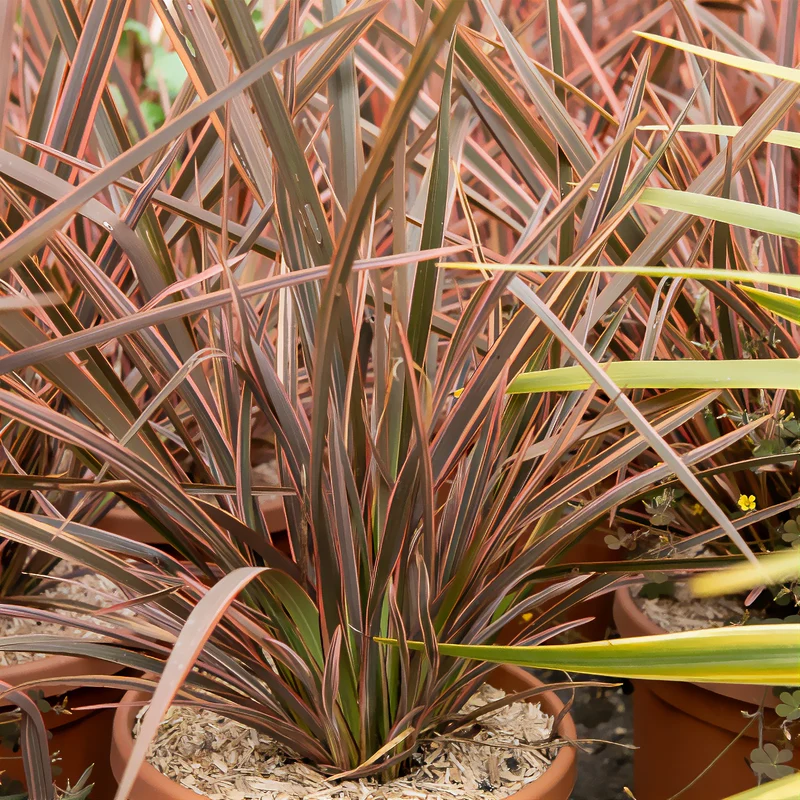 Phormium Rainbow Queen - Lin de Nouvelle-Zélande