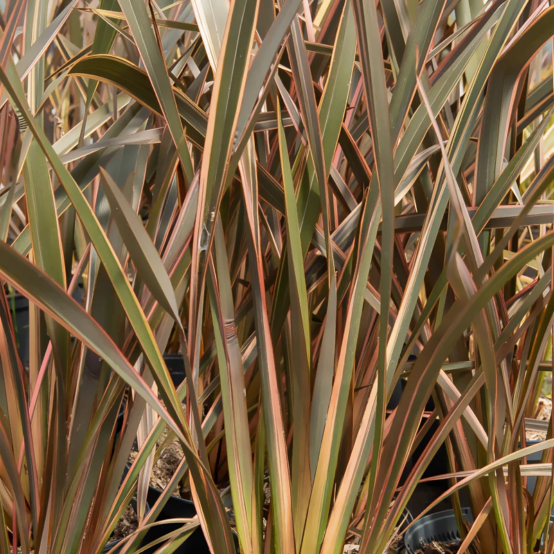 Phormium Rainbow Queen - Lin de Nouvelle-Zélande