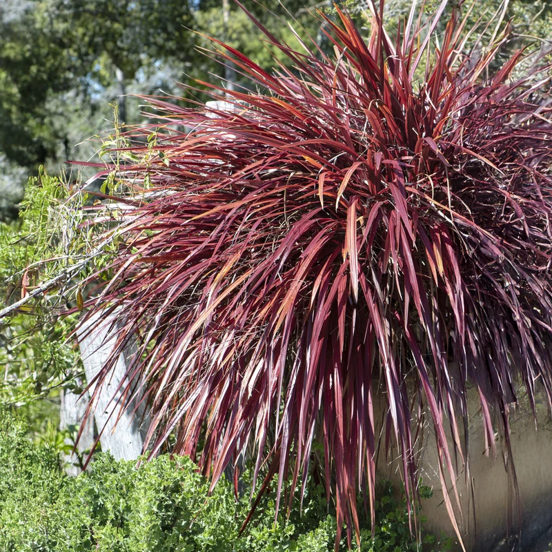 Phormium Rainbow Queen - Lin de Nouvelle-Zélande