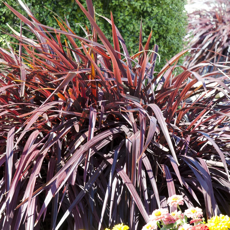 Phormium Rainbow Queen - Lin de Nouvelle-Zélande