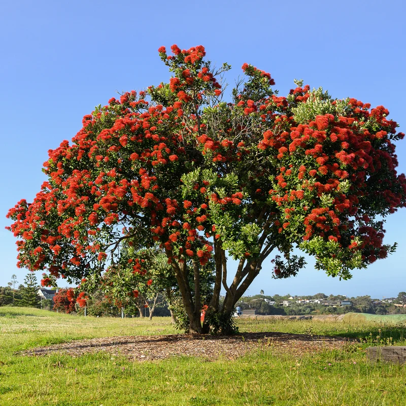 Pohutukawa - Metrosideros excelsa