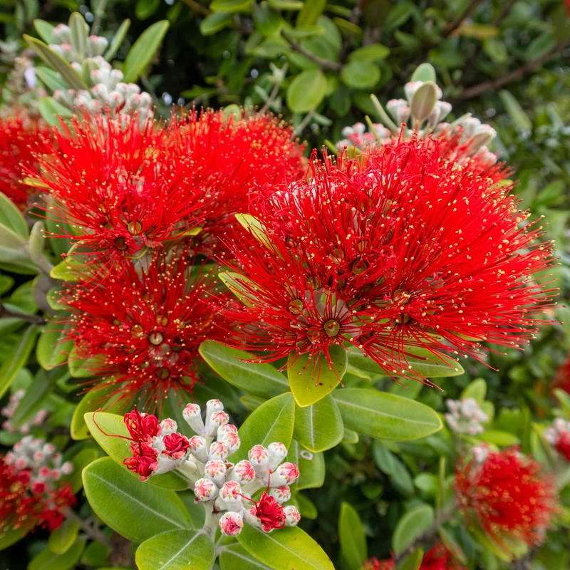 Pohutukawa - Metrosideros excelsa