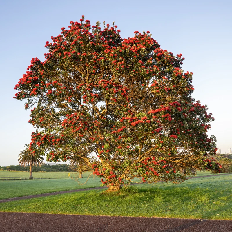 Pohutukawa - Metrosideros excelsa