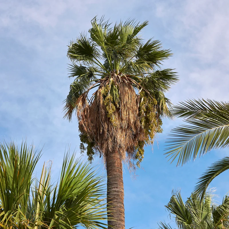 Palmier à jupon - Washingtonia filifera