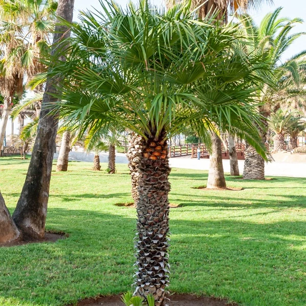 Palmier à jupon - Washingtonia filifera