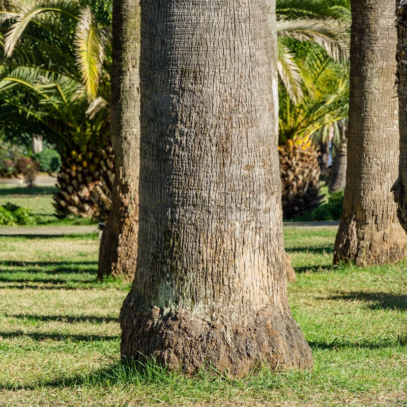 Palmier à jupon - Washingtonia filifera