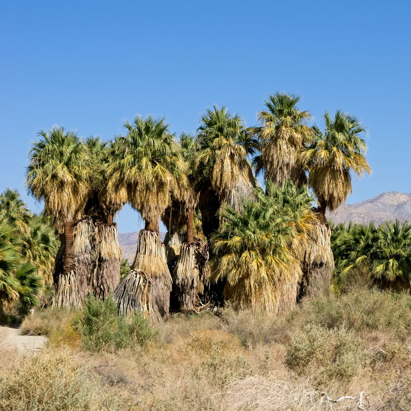 Palmier à jupon - Washingtonia filifera