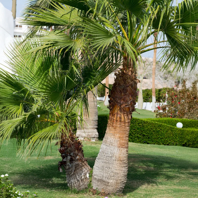 Palmier à jupon - Washingtonia filifera