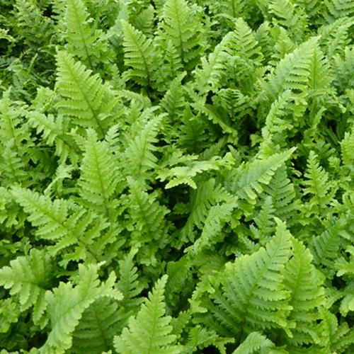 Fougère mâle Cristata