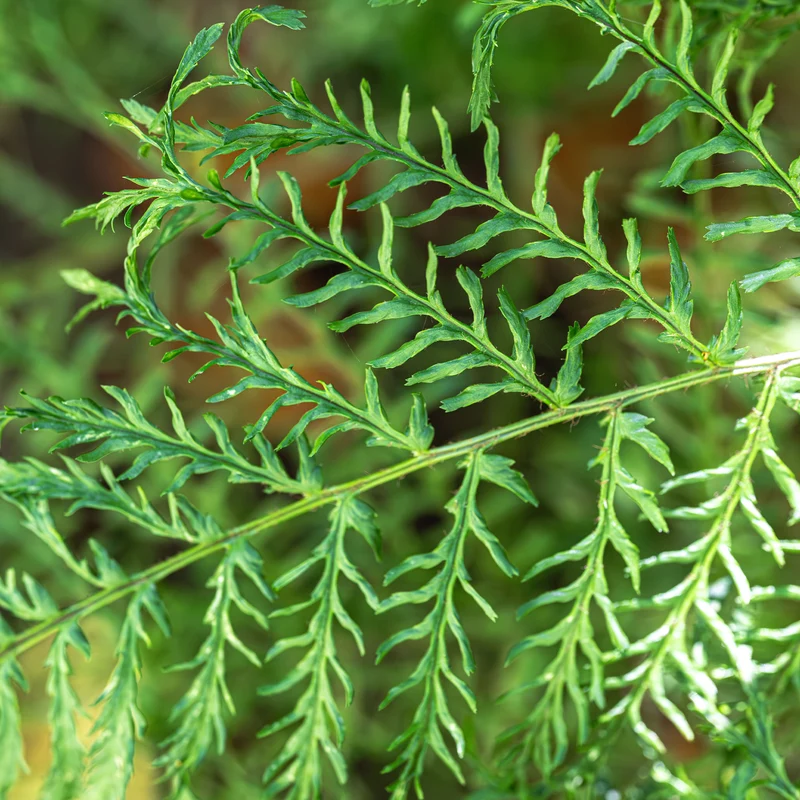Fougère mâle Linearis Polydactyla