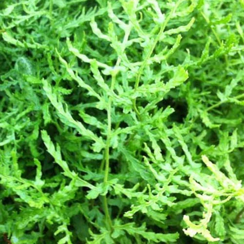 Fougère mâle Linearis Polydactyla