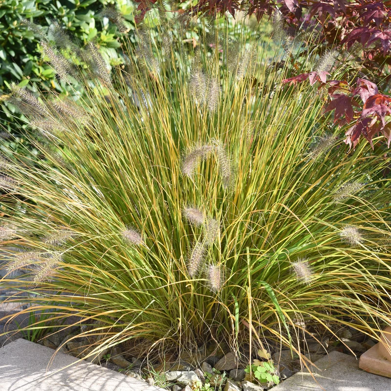 Herbe aux écouvillons - Pennisetum