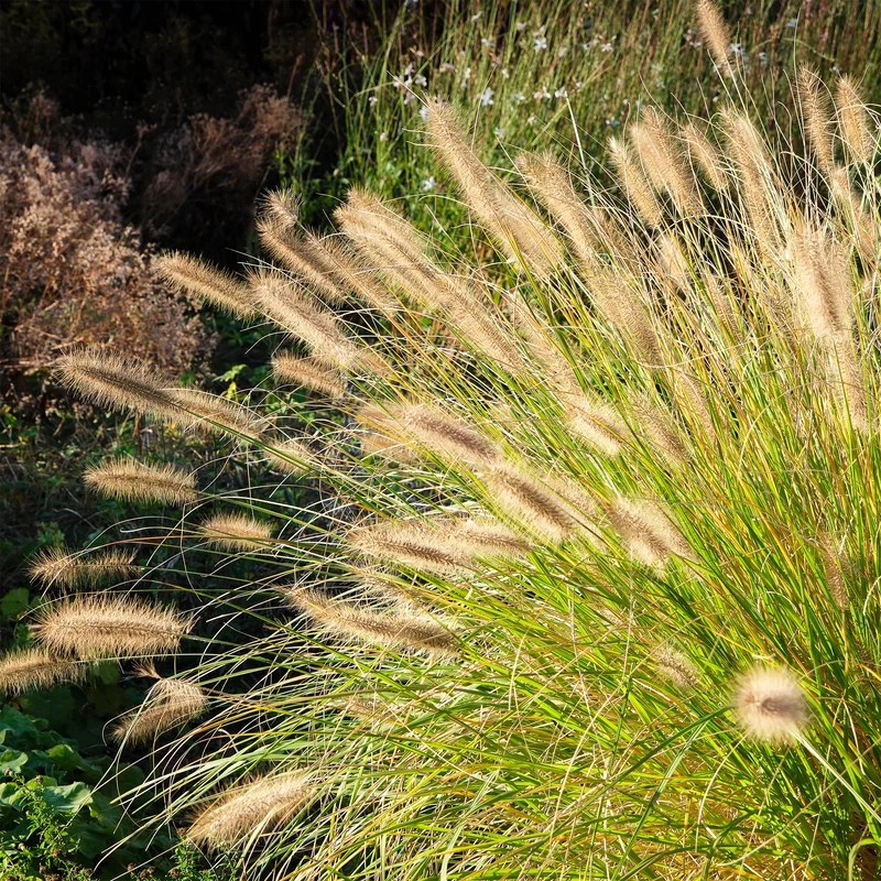 Herbe aux écouvillons - Pennisetum