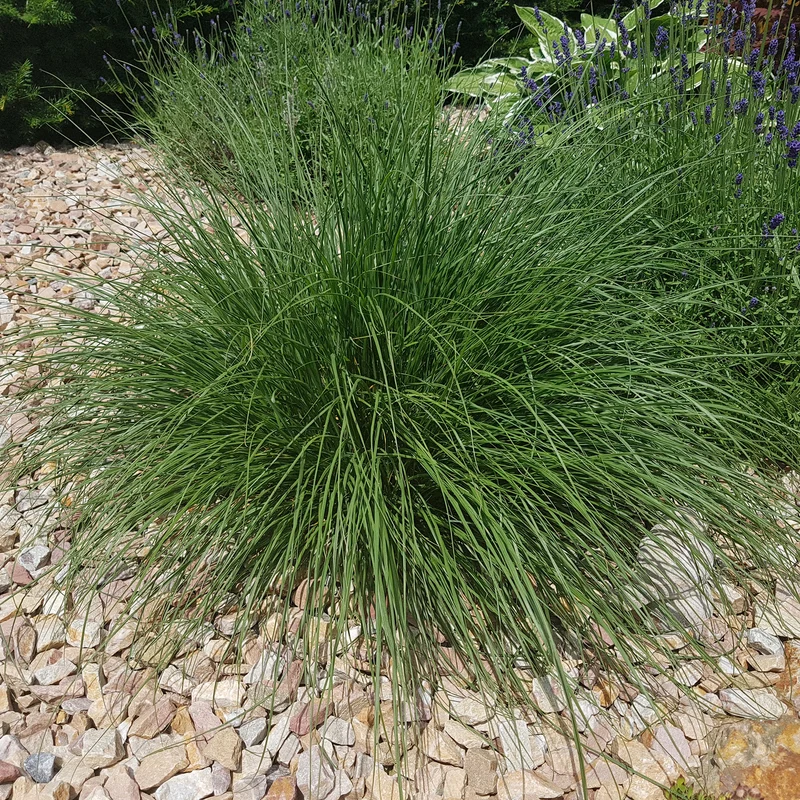 Herbe aux écouvillons - Pennisetum