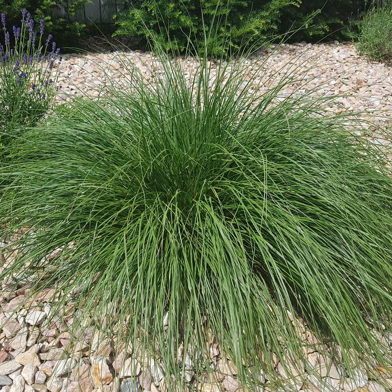 Herbe aux écouvillons - Pennisetum