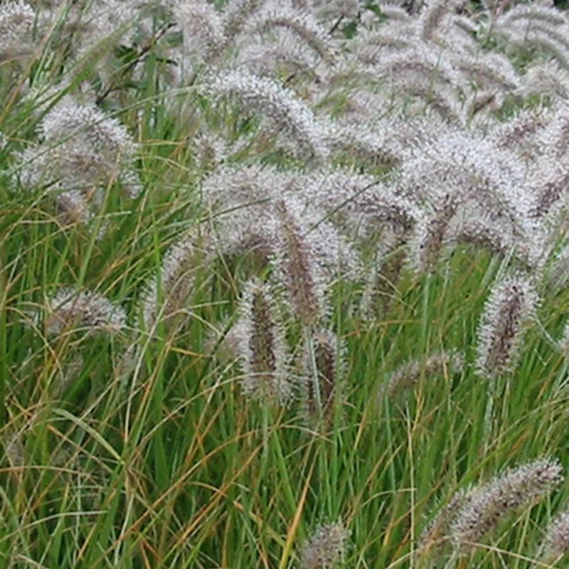 Herbe aux écouvillons - Pennisetum