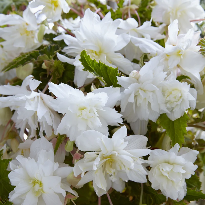 5 Bégonias retombants blancs
