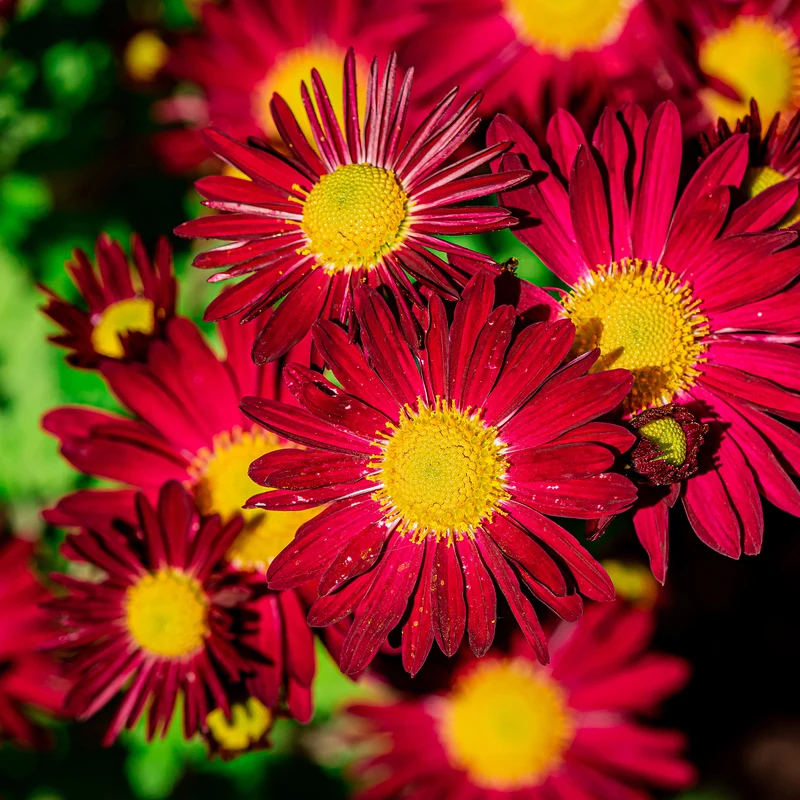 Pyrèthre Robinsons Red