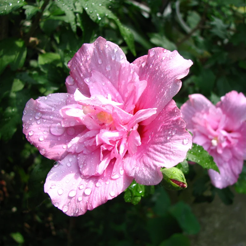 Hibiscus Ardens