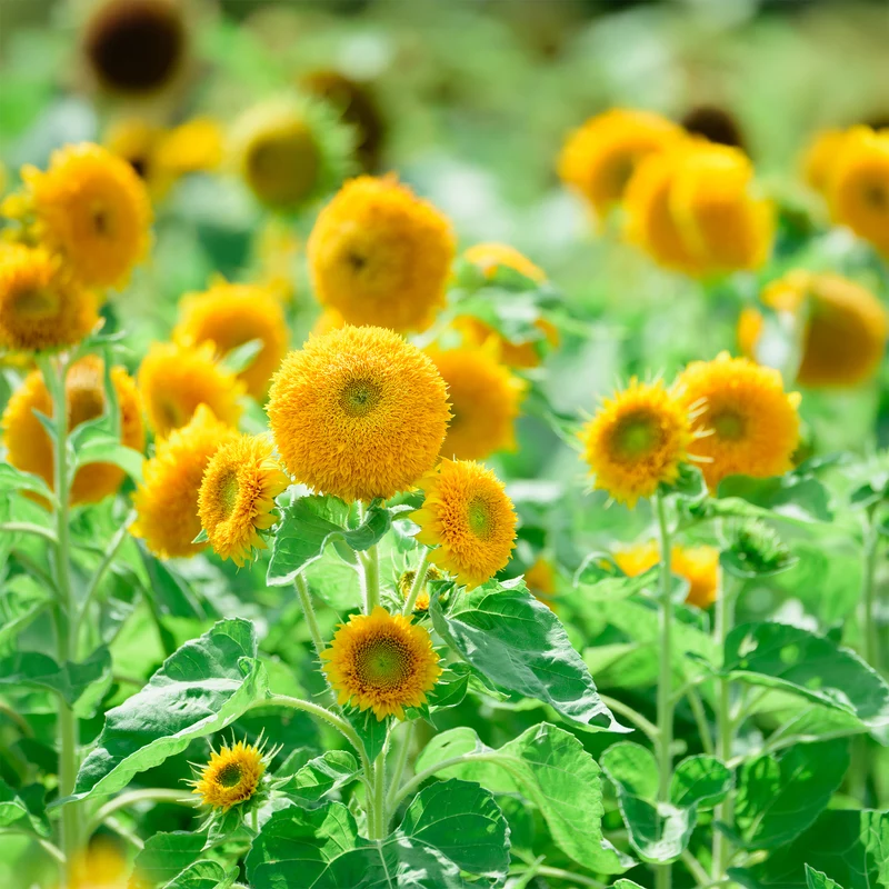 Tournesol à fleur double naine Teddy Bear