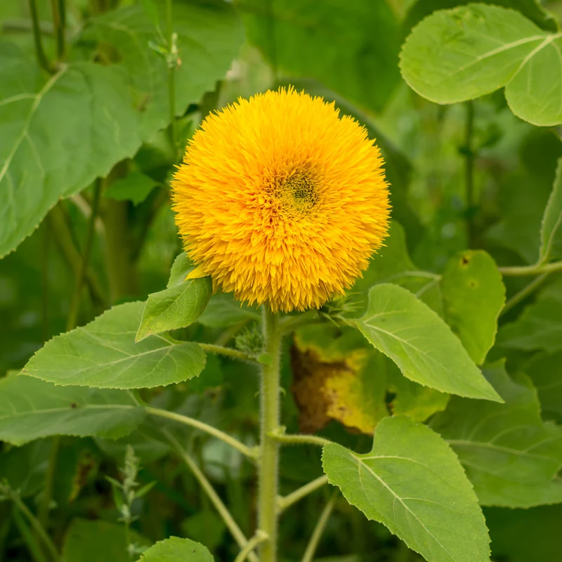 Tournesol à fleur double naine Teddy Bear