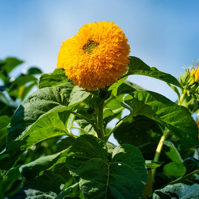 Tournesol à fleur double naine Teddy Bear