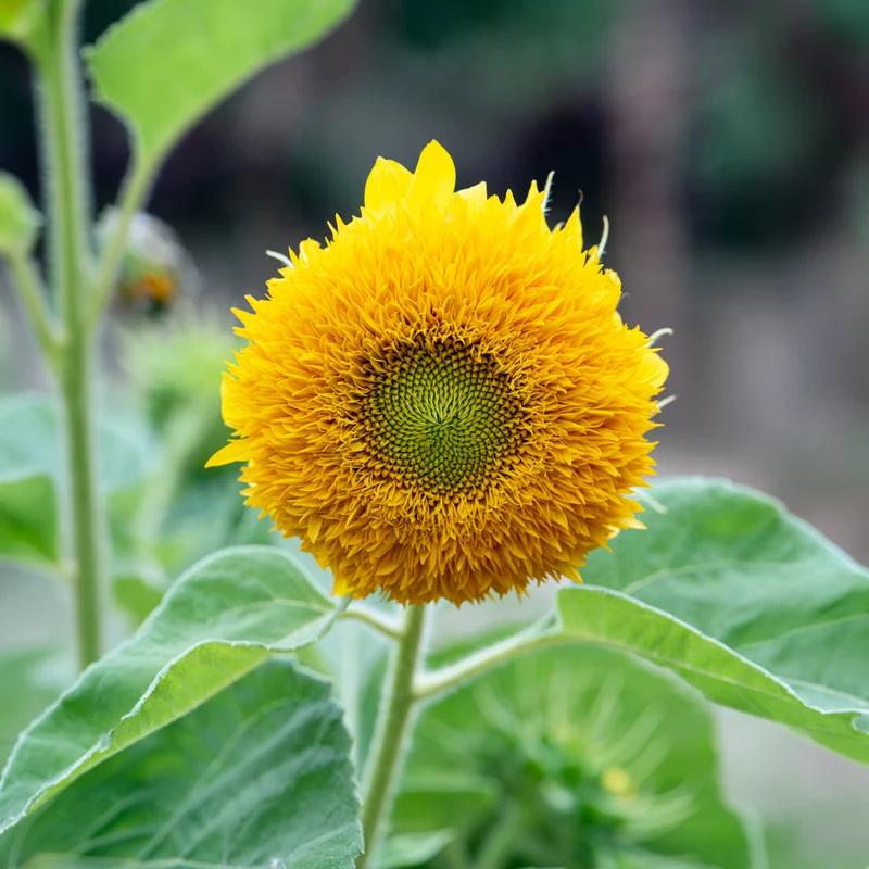 Tournesol à fleur double naine Teddy Bear
