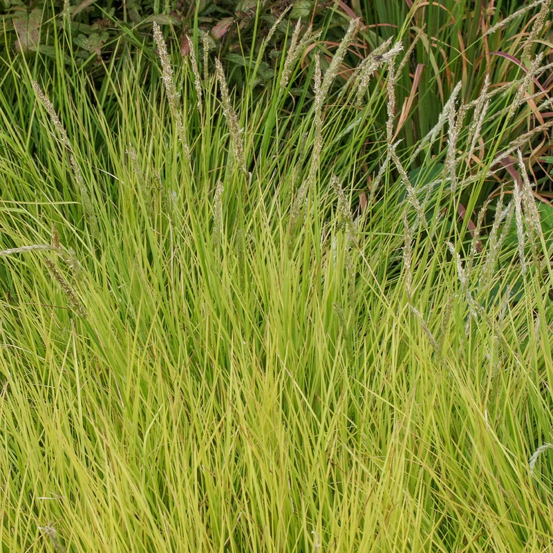 Seslérie d'automne